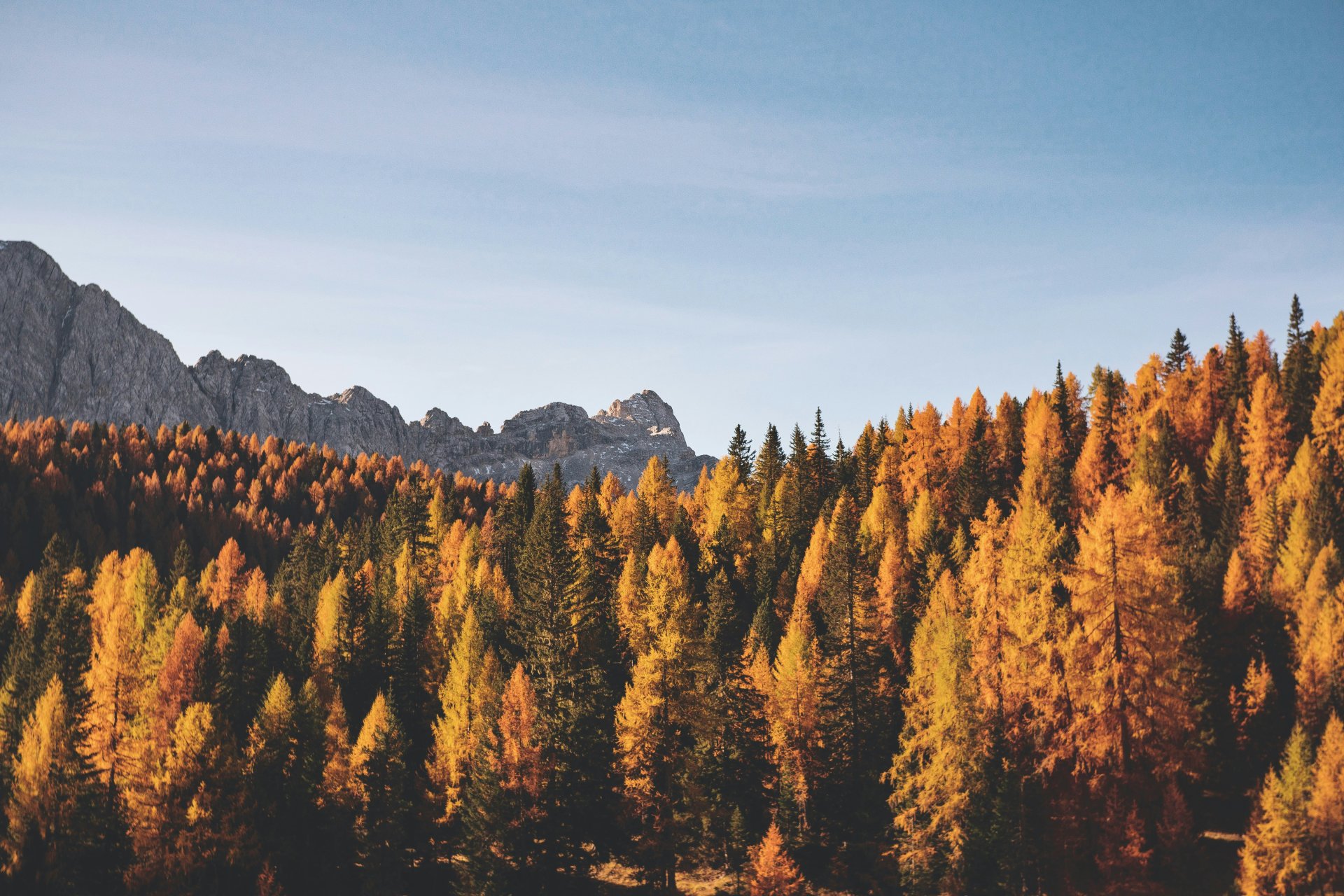 Forest and sky